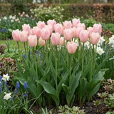 Tulipa Apricot Beauty in een natuurlijke voorjaarsborder