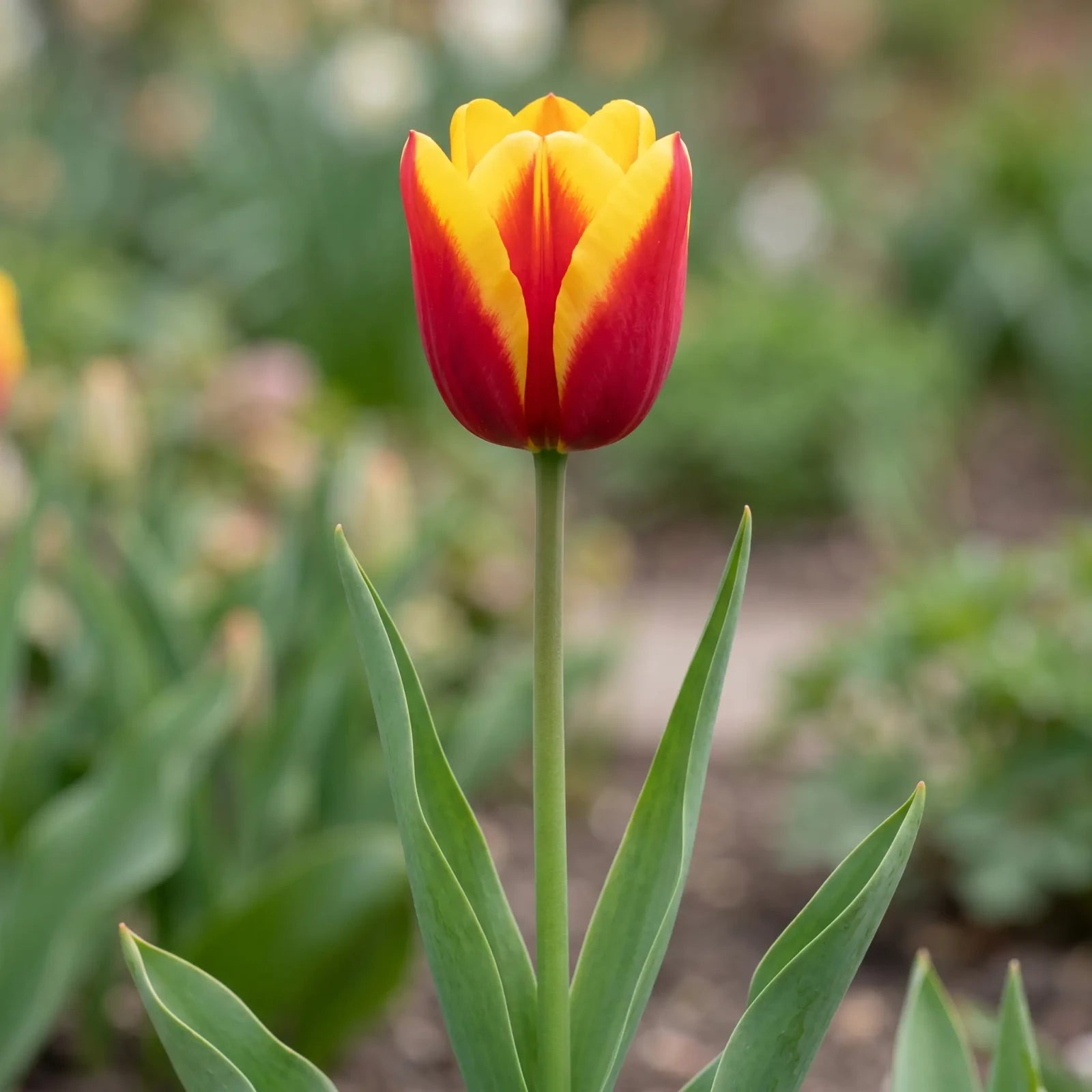 Tulipa Dow Jones flower result