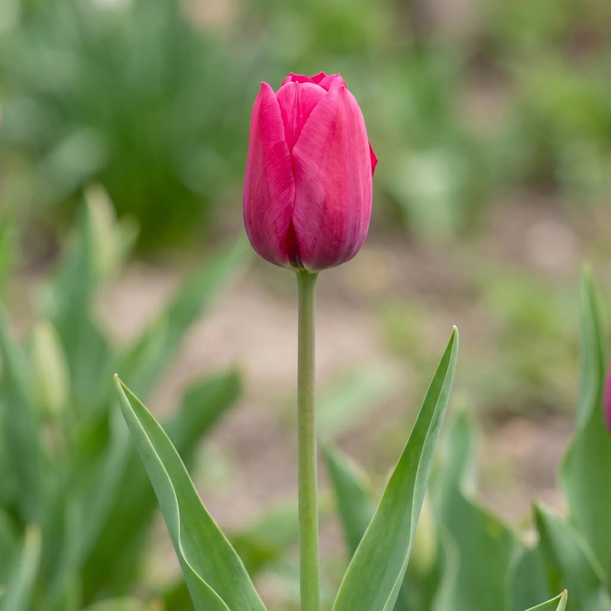 Tulipa Pink Ardour flower result
