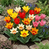Gemengde kaufmanniana waterlelie-tulpen in een voorjaarsborder
