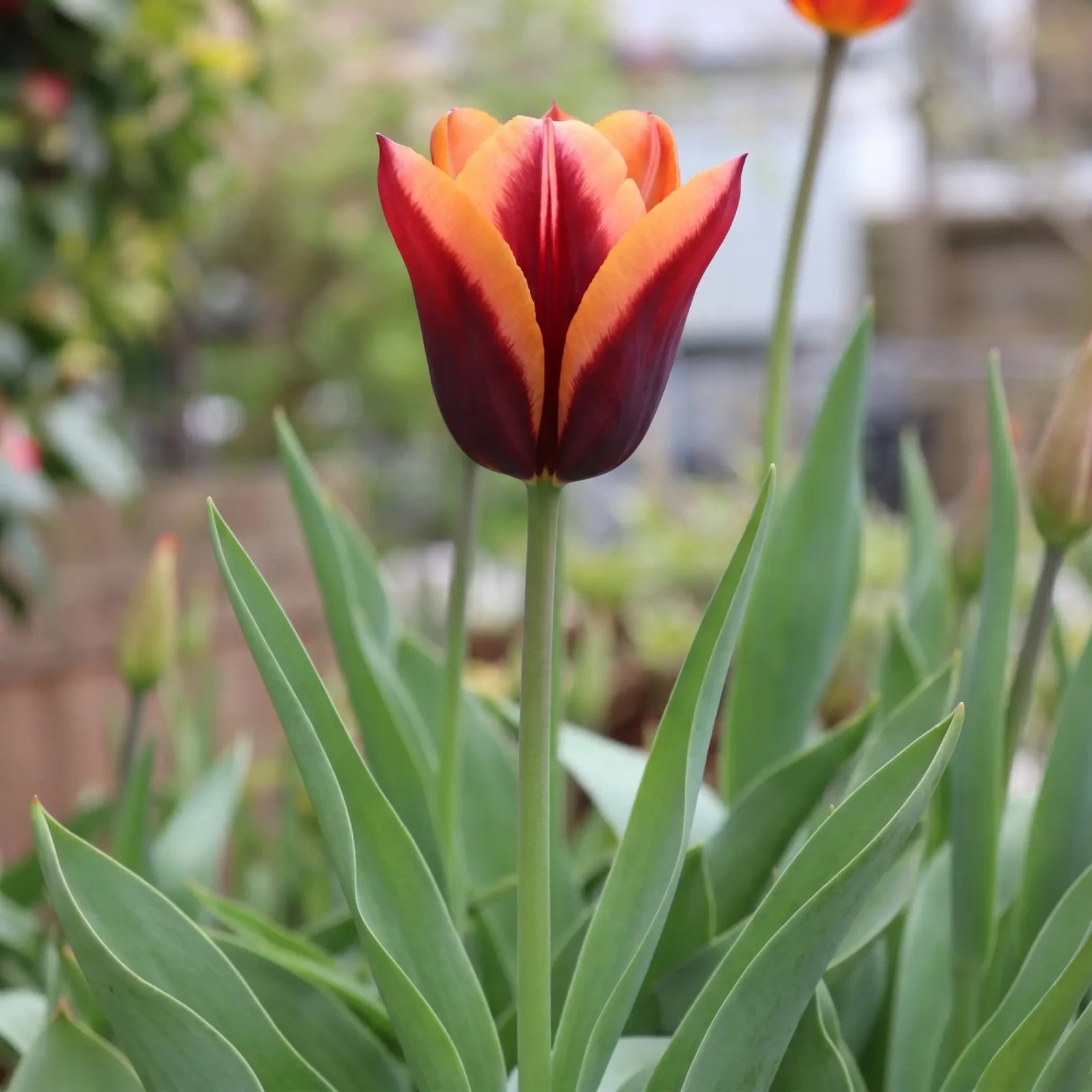 Tulipa Muvota flower result