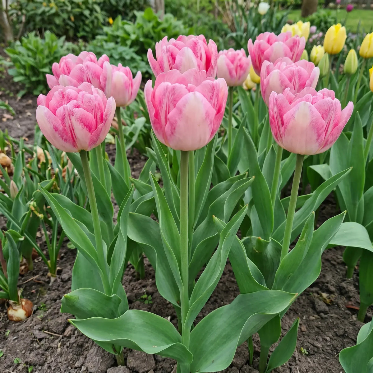 Tulipa Foxtrot in een natuurlijke voorjaarsborder