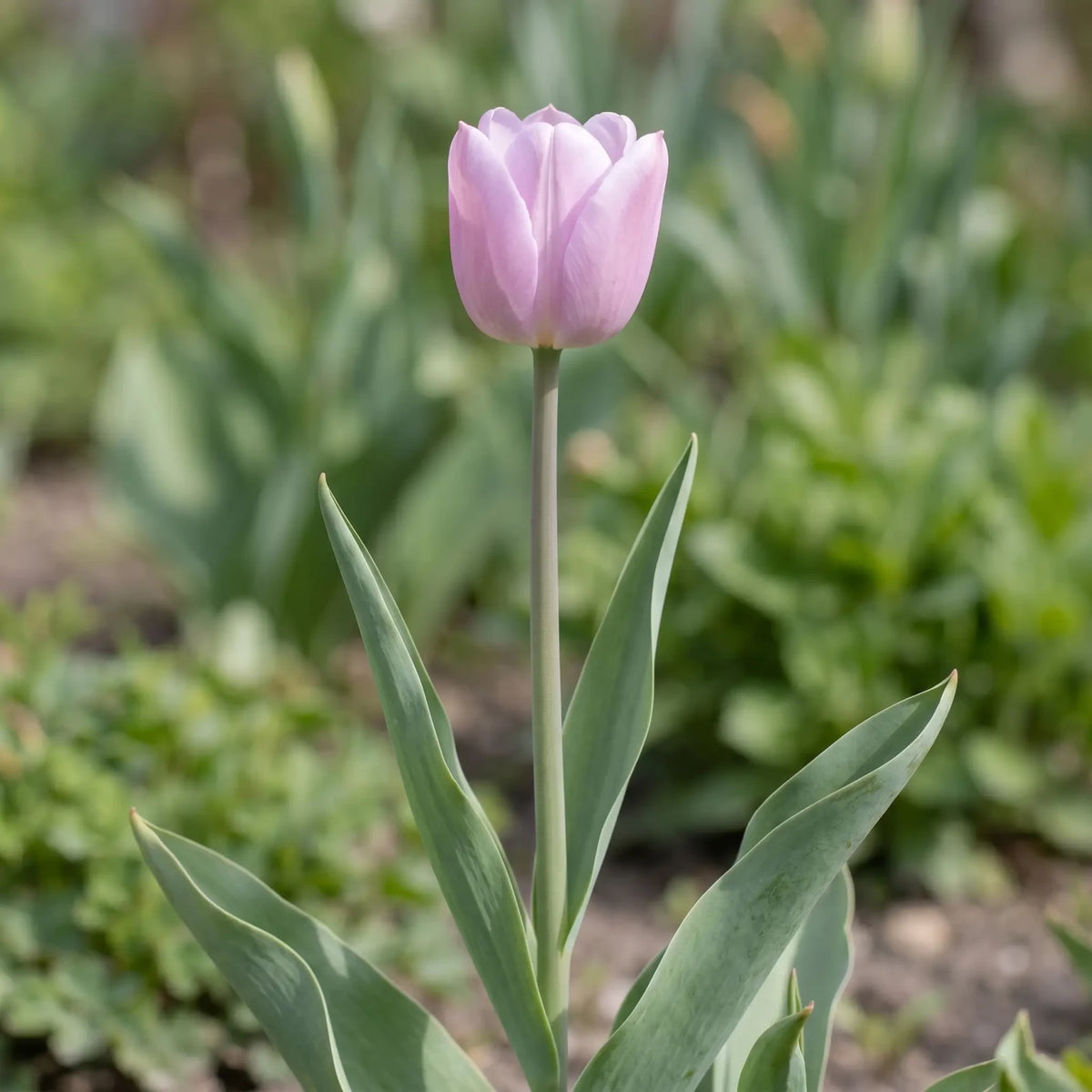 Tulipa Candy Prince flower result