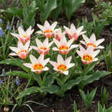 Tulipa Ancilla waterlelie-tulp in een voorjaarsborder