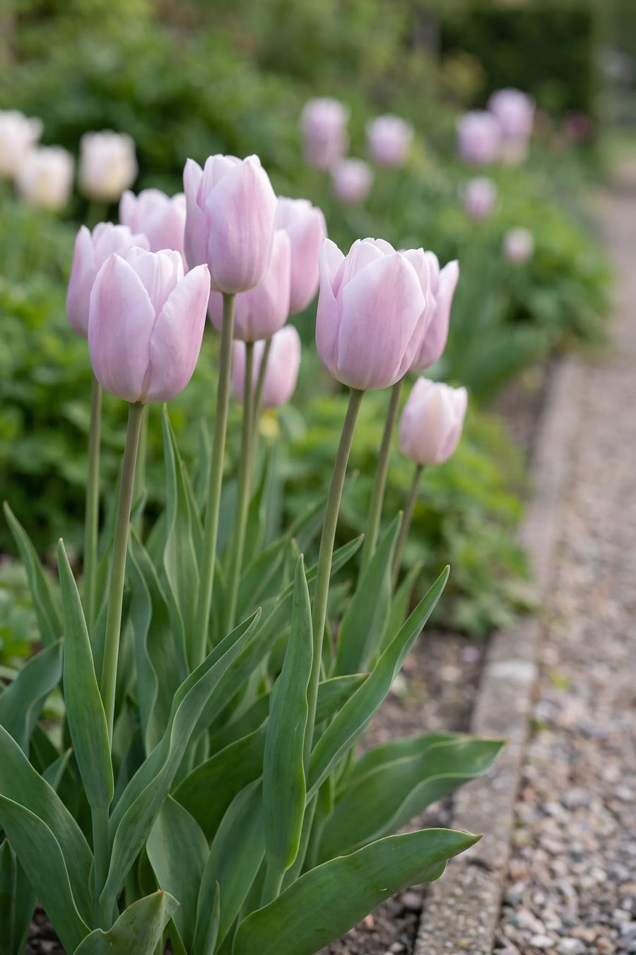 Tulipa Silver Cloud in bloei in een voorjaarsborder