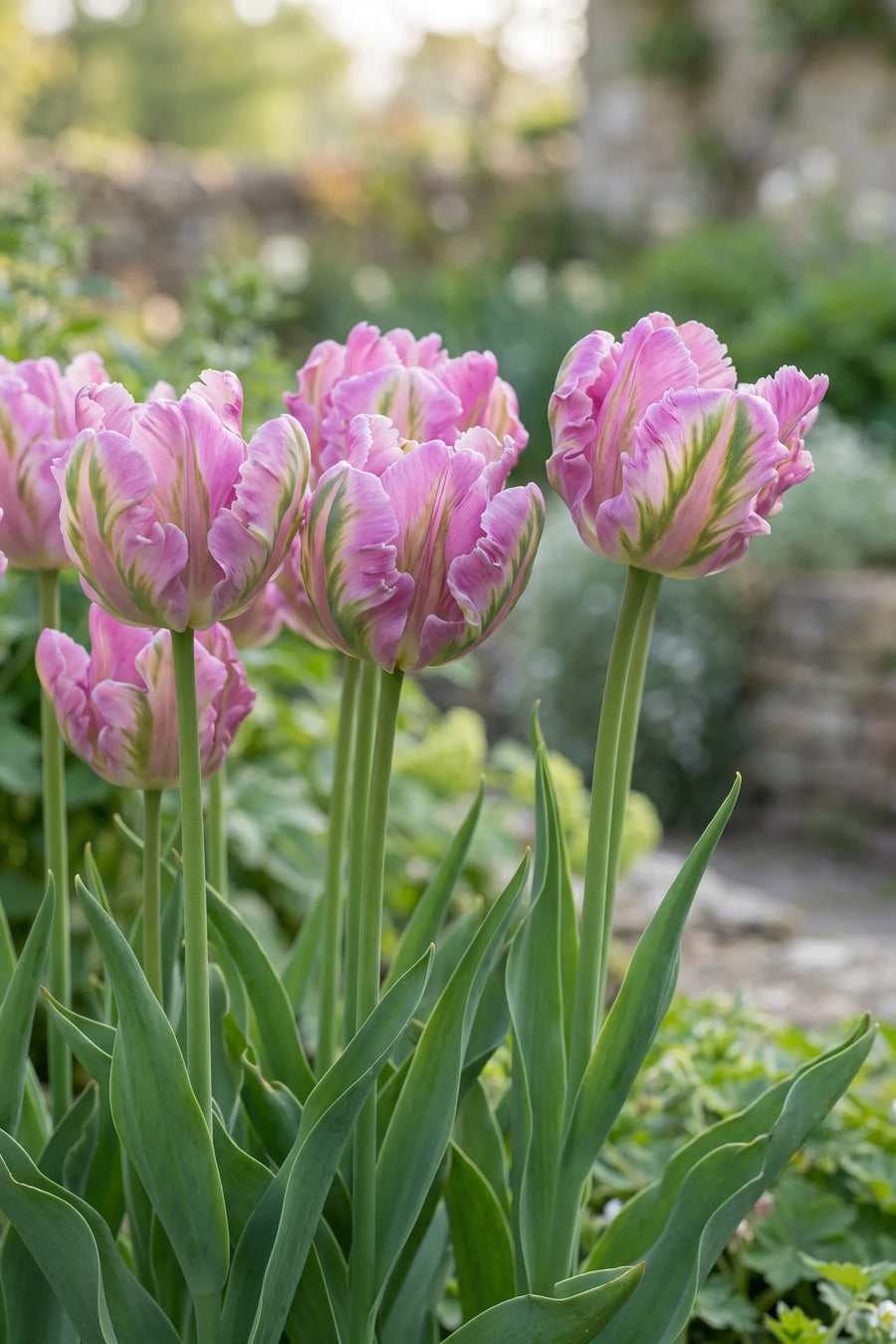 Tulipa Green Wave in bloei in een voorjaarsborder