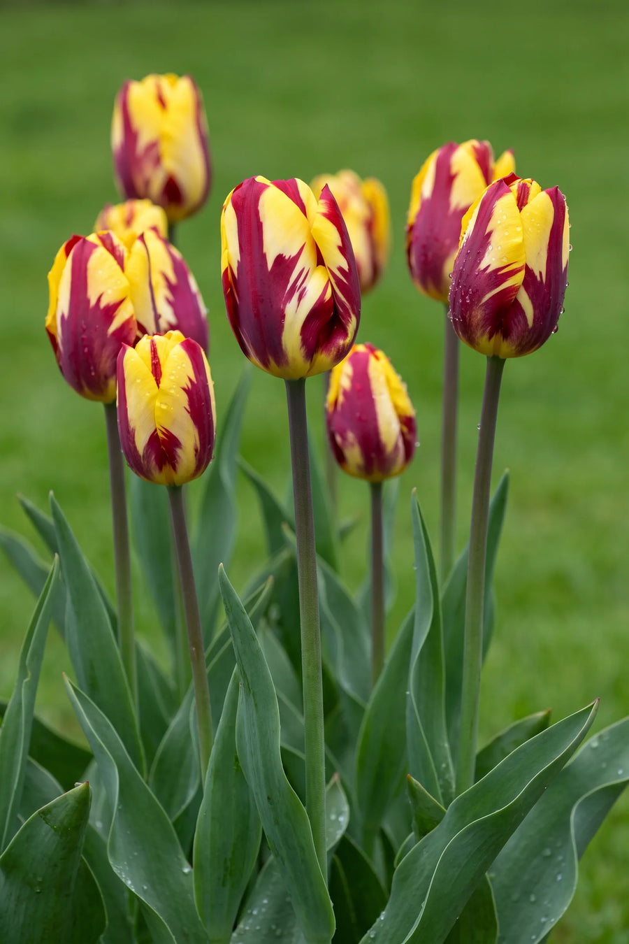 Tulipa Helmar in bloei in een voorjaarsborder