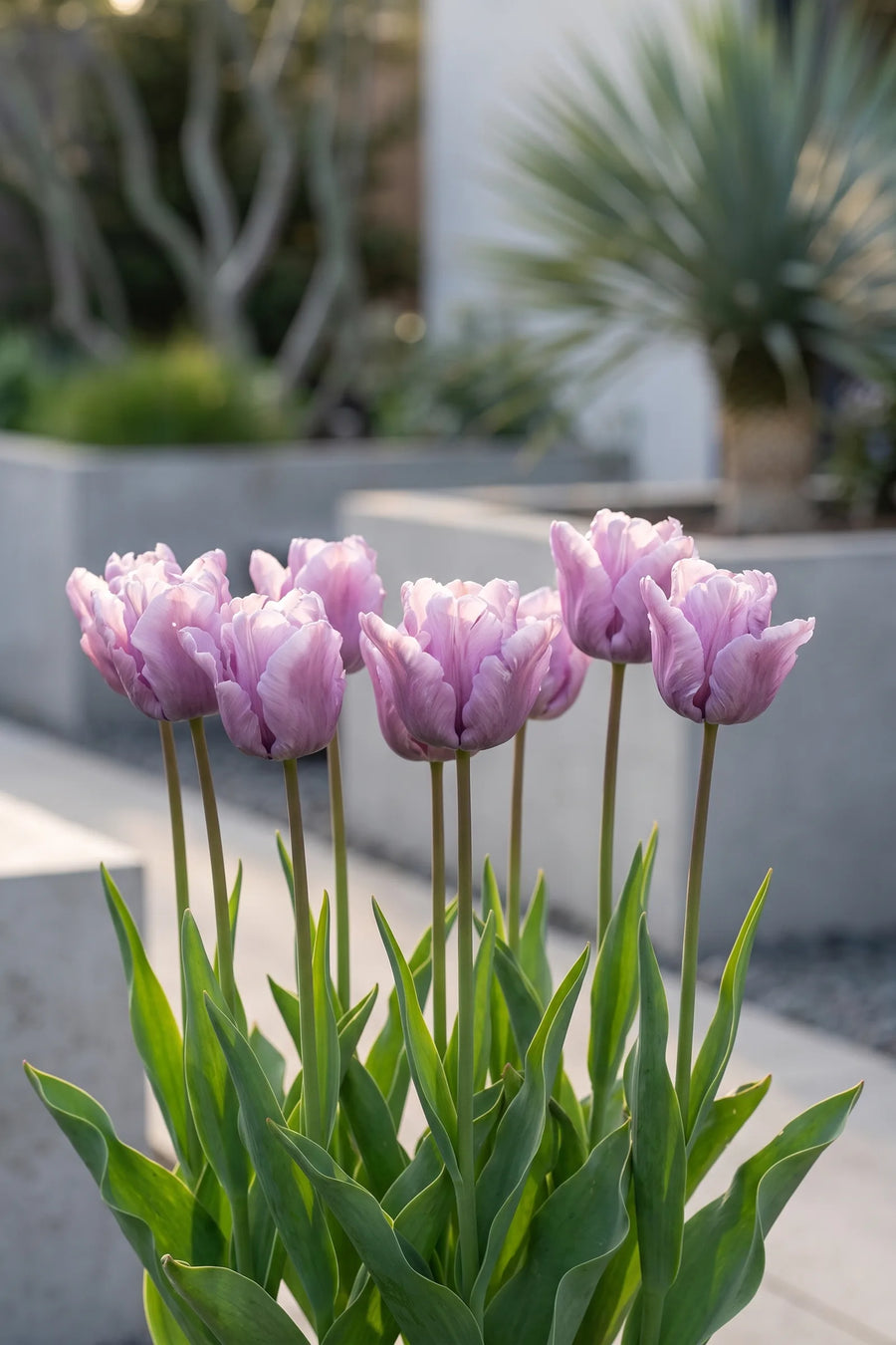 Tulipa James Last in bloei in een voorjaarsborder