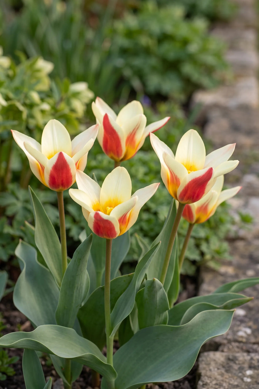 Tulipa Johan Strauss in bloei in een voorjaarsborder