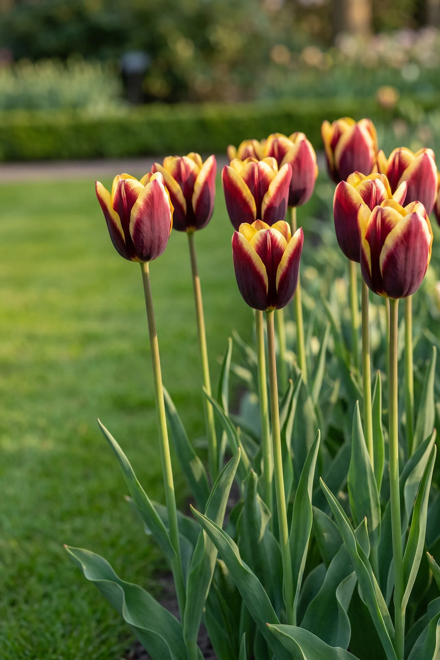 Tulipa Gavota in bloei in een voorjaarsborder