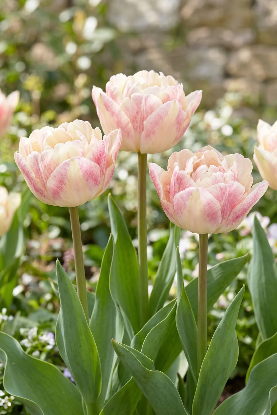 Tulipa Silk Road in bloei in een voorjaarsborder