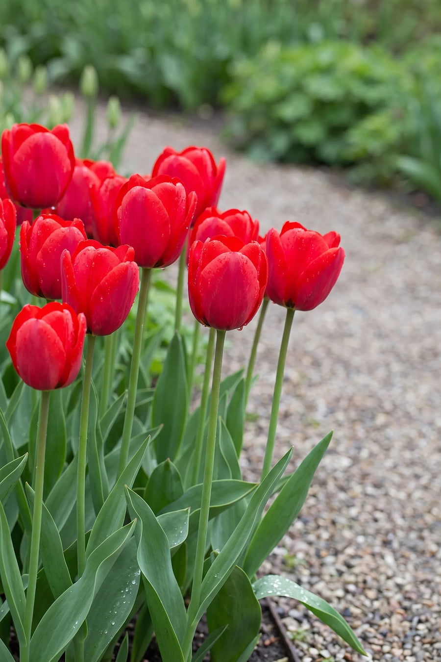 Tulipa Seadov in bloei in een voorjaarsborder