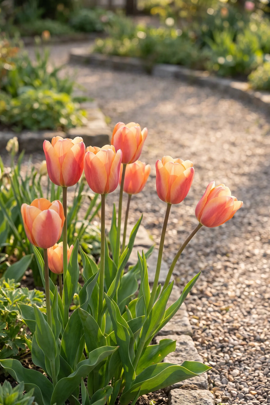 Tulipa Apricot Foxx in bloei in een voorjaarsborder