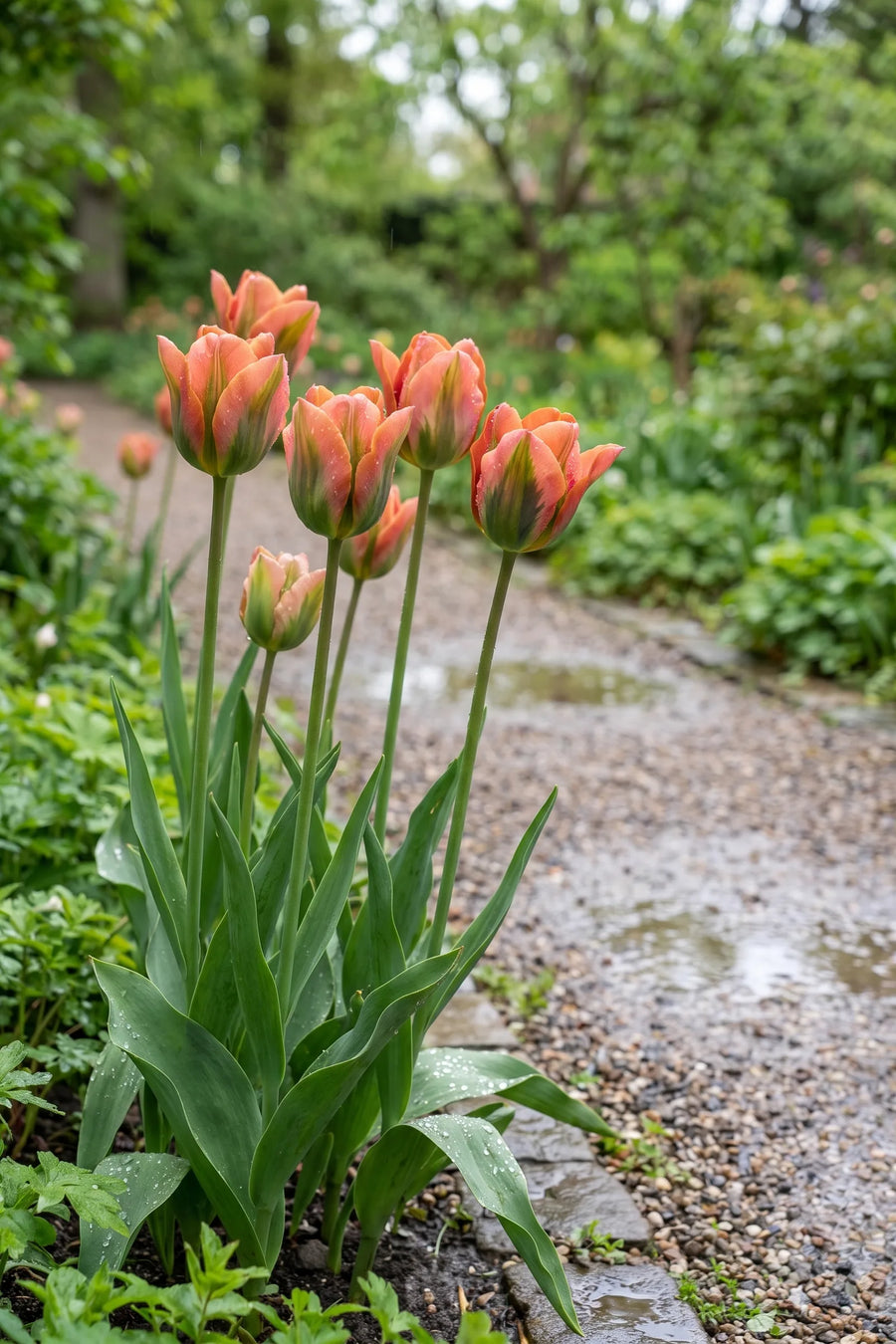 Tulipa Artist in bloei in een voorjaarsborder