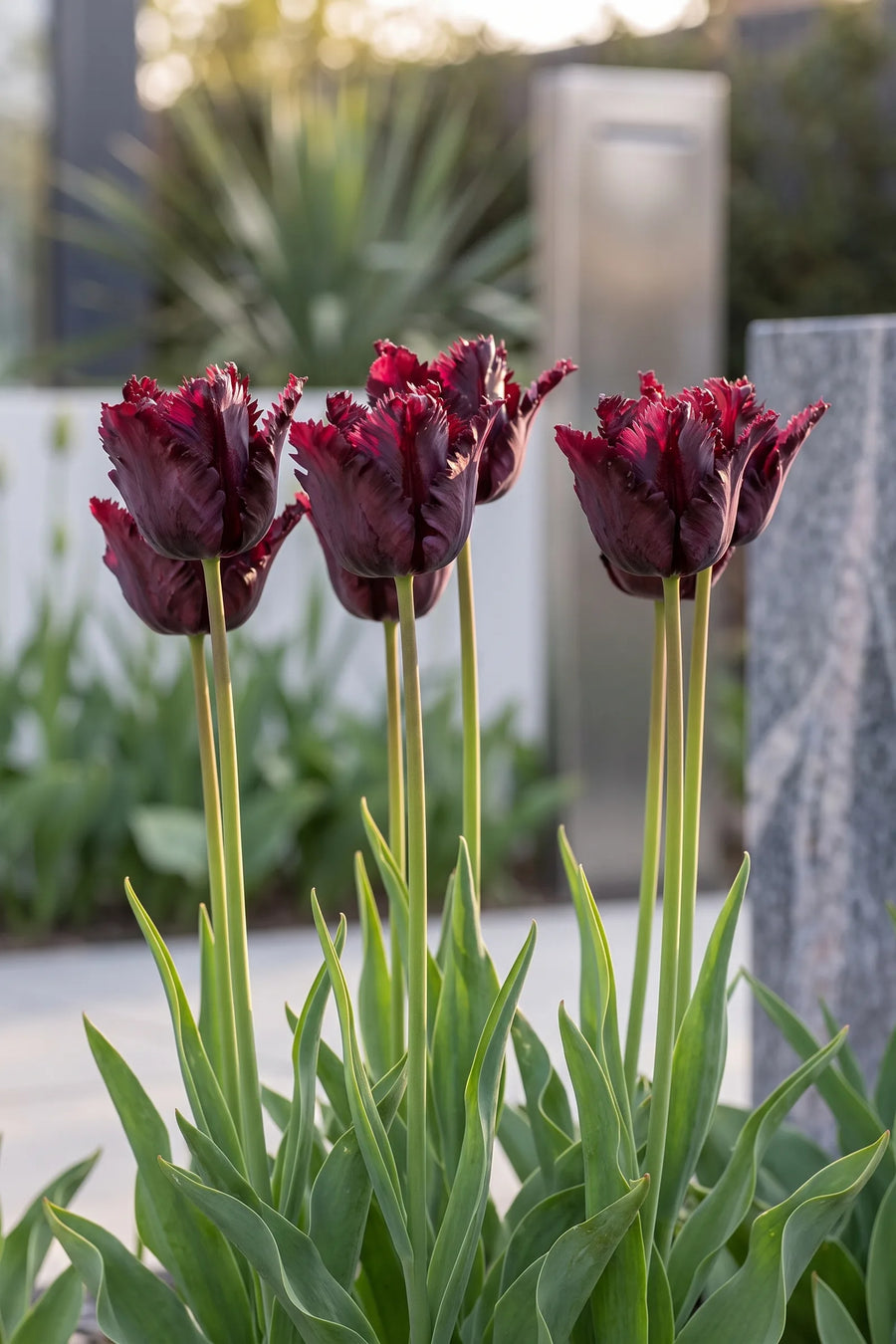 Tulipa Black Parrot in bloei in een voorjaarsborder