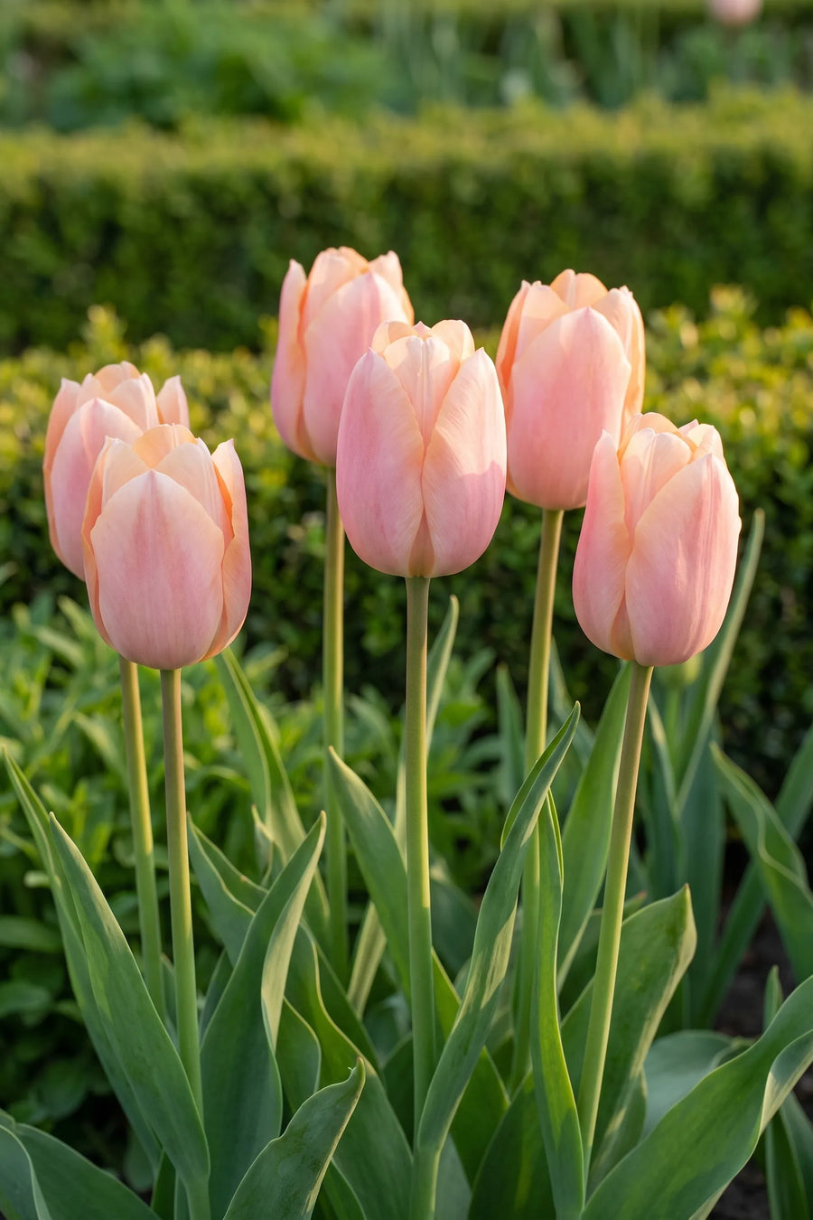 Tulipa Apricot Beauty in bloei in een voorjaarsborder