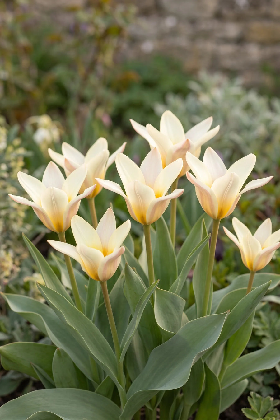 Tulipa Concerto in bloei in een voorjaarsborder