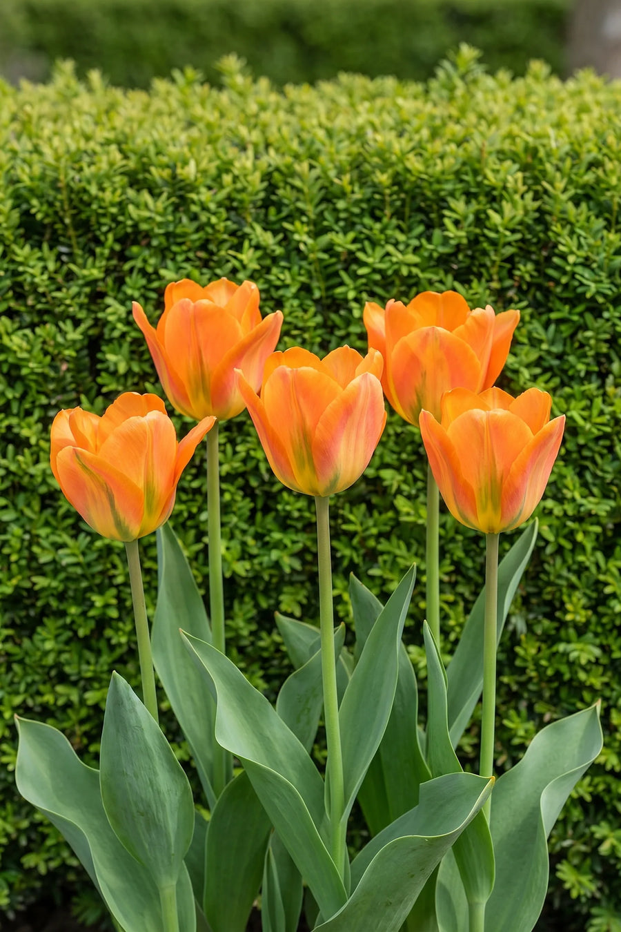 Tulipa Orange Emperor in bloei in een voorjaarsborder