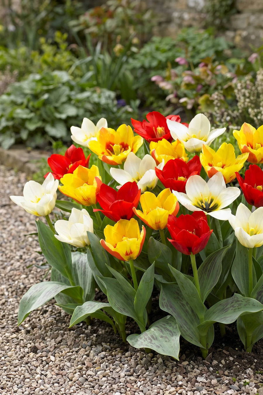 Tulipa Botanisch Mixed in bloei in een voorjaarsborder