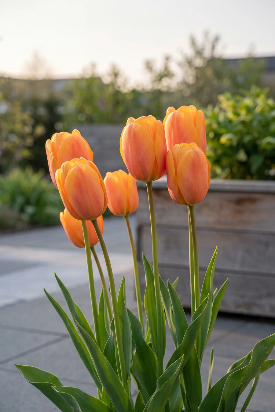 Tulipa Bellville in bloei in een voorjaarsborder