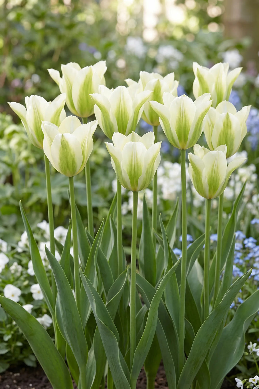 Tulipa Spring Green in bloei in een voorjaarsborder