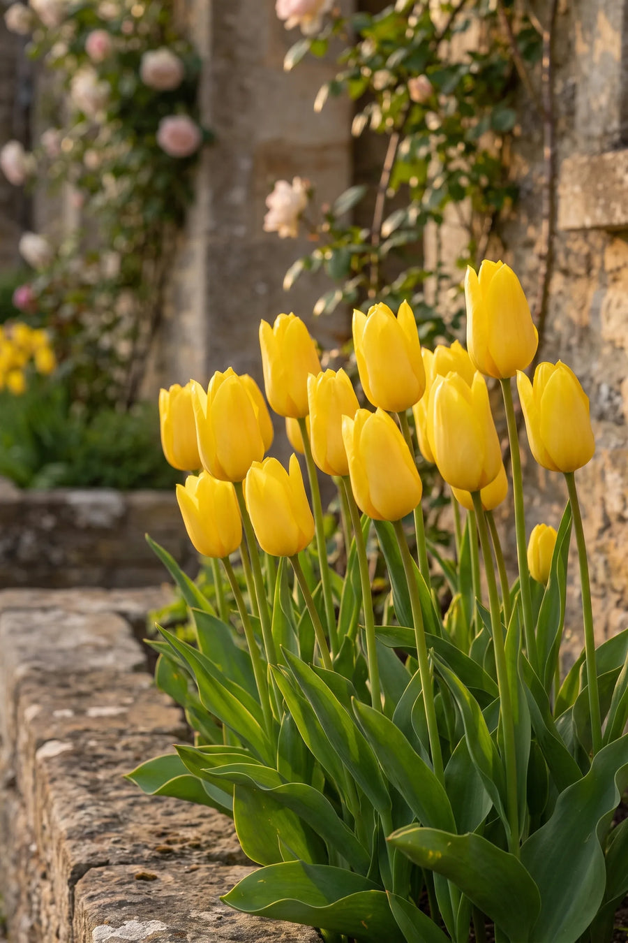 Tulipa Candela in bloei in een voorjaarsborder