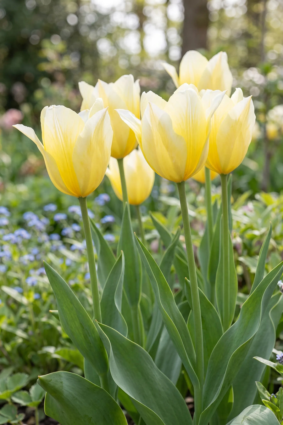 Tulipa Sweetheart in bloei in een voorjaarsborder