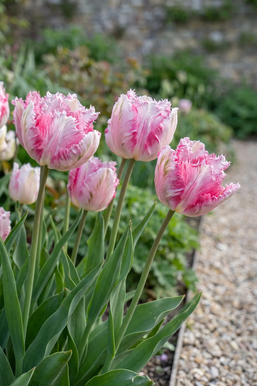 Tulipa Silver Parrot in bloei in een voorjaarsborder