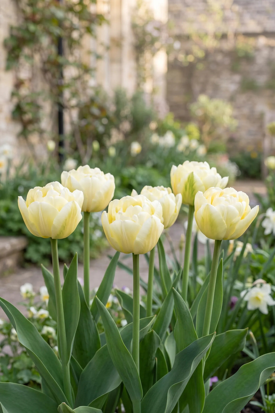 Tulipa Verona in bloei in een voorjaarsborder