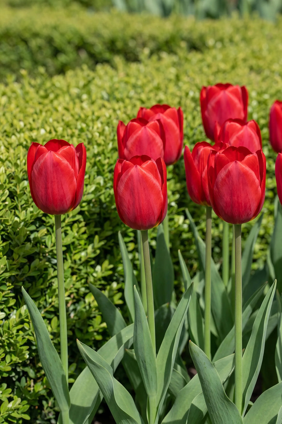 Tulipa Ile de France in bloei in een voorjaarsborder