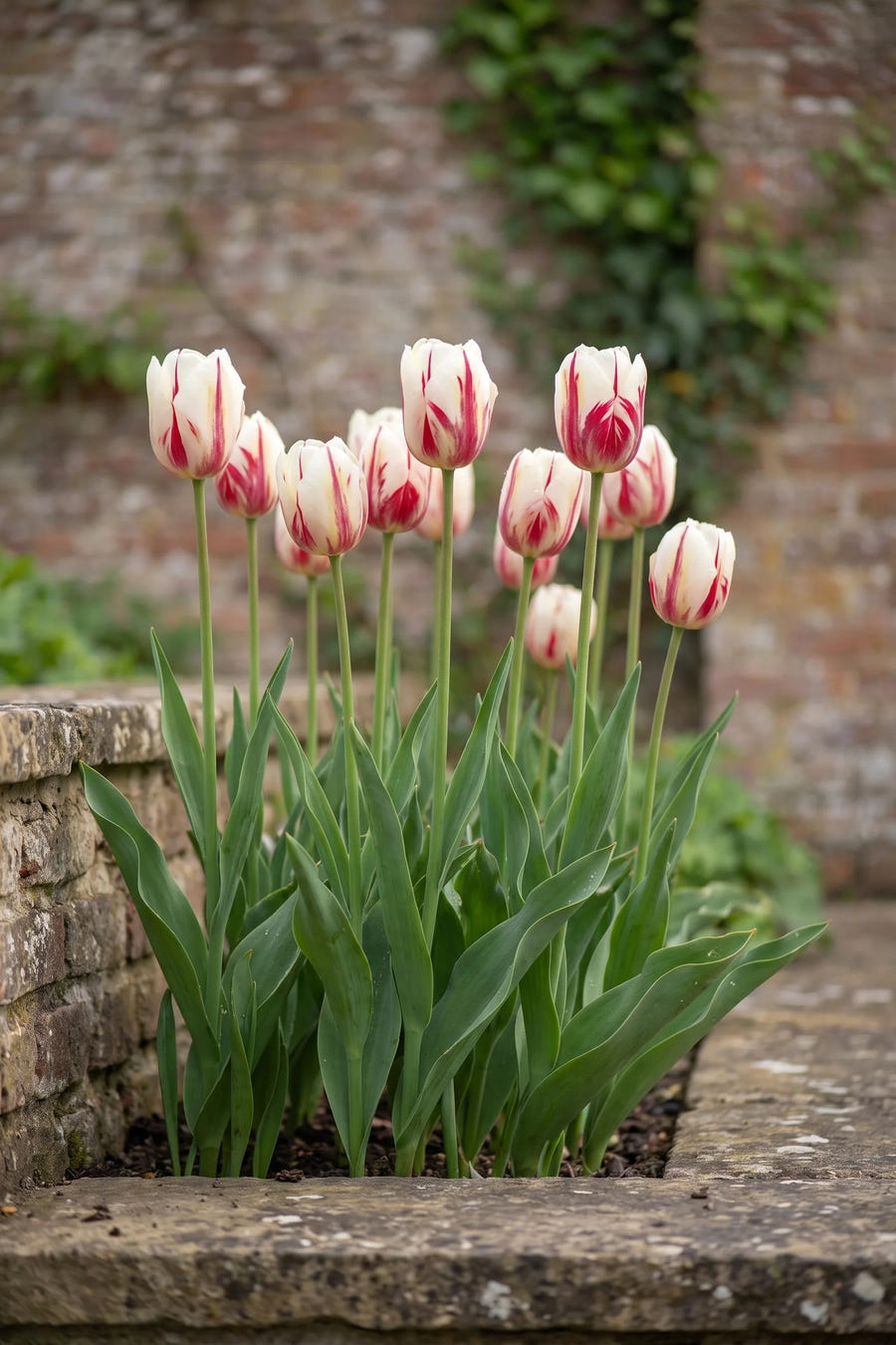 Tulipa One Direction — in de border