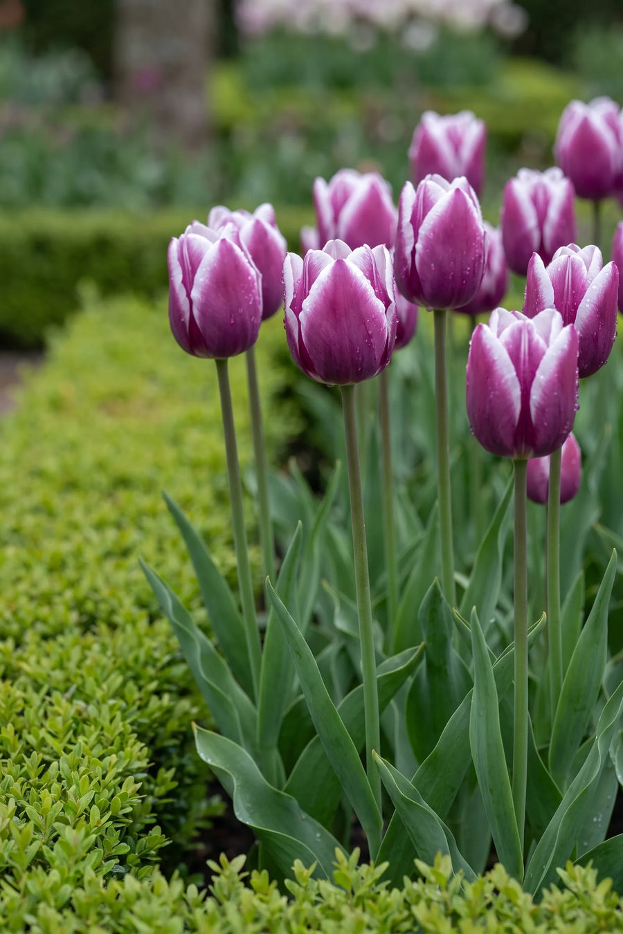 Tulipa Synaeda Blue in bloei in een voorjaarsborder