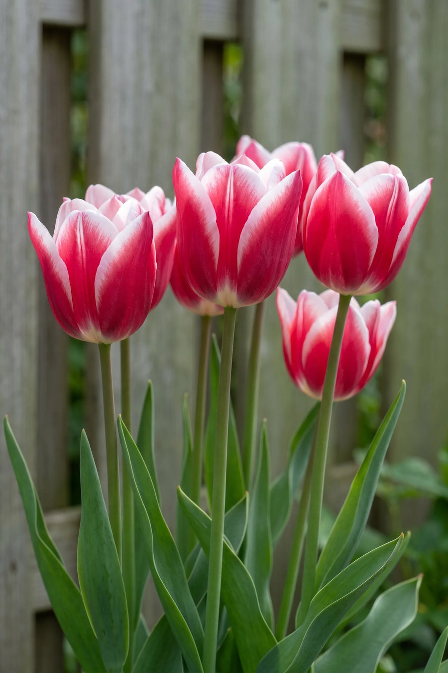 Tulipa Leo Visser in bloei in een voorjaarsborder