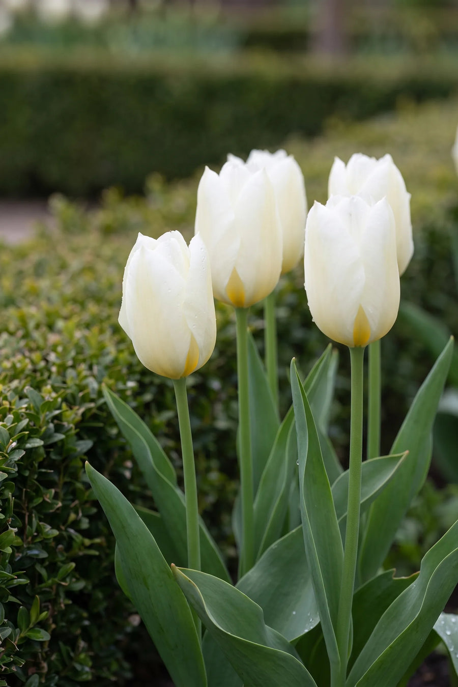 Tulipa Purissima in bloei in een voorjaarsborder