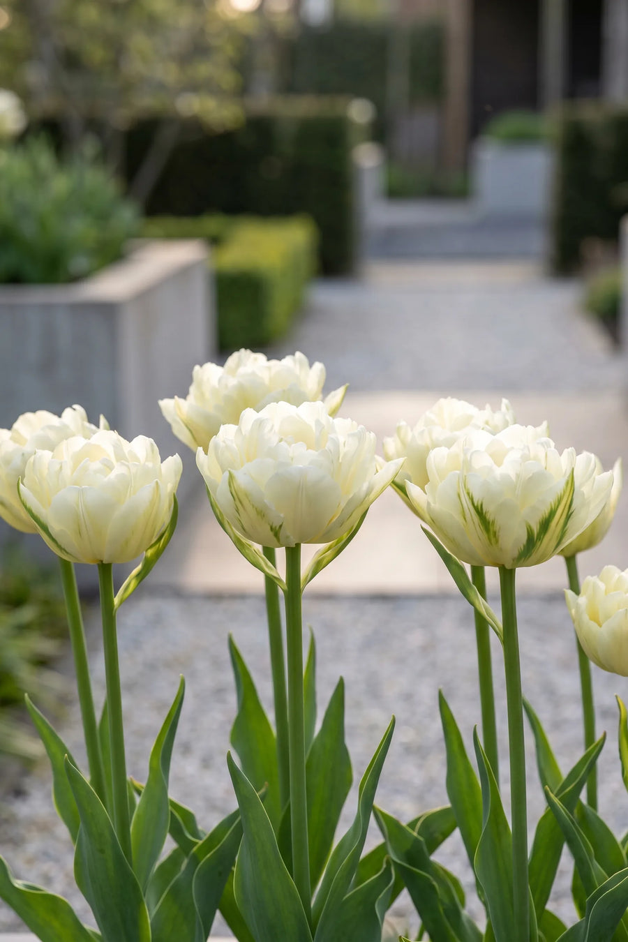 Tulipa Exotic Emperor in bloei in een voorjaarsborder