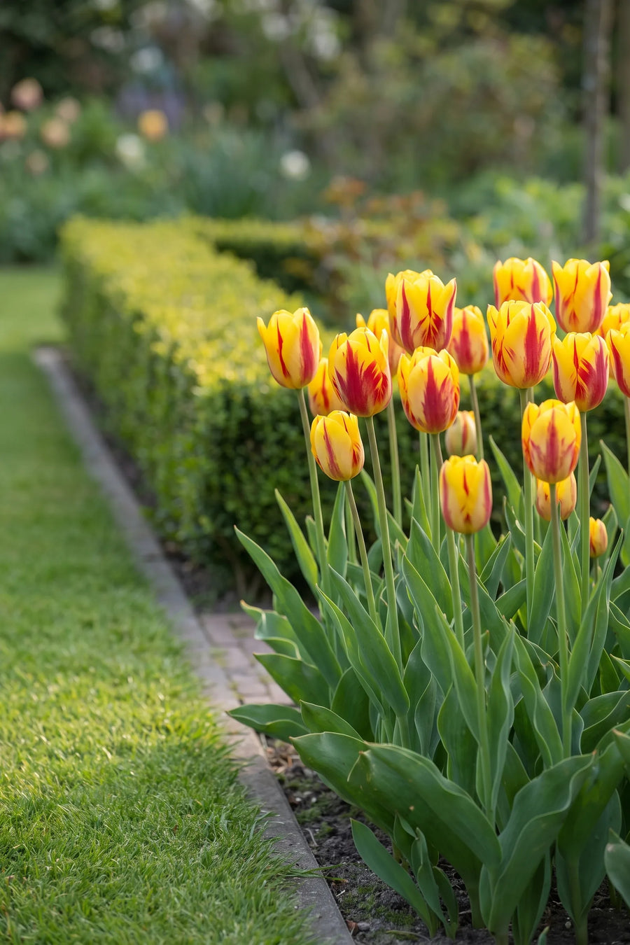 Tulipa Washington in bloei in een voorjaarsborder