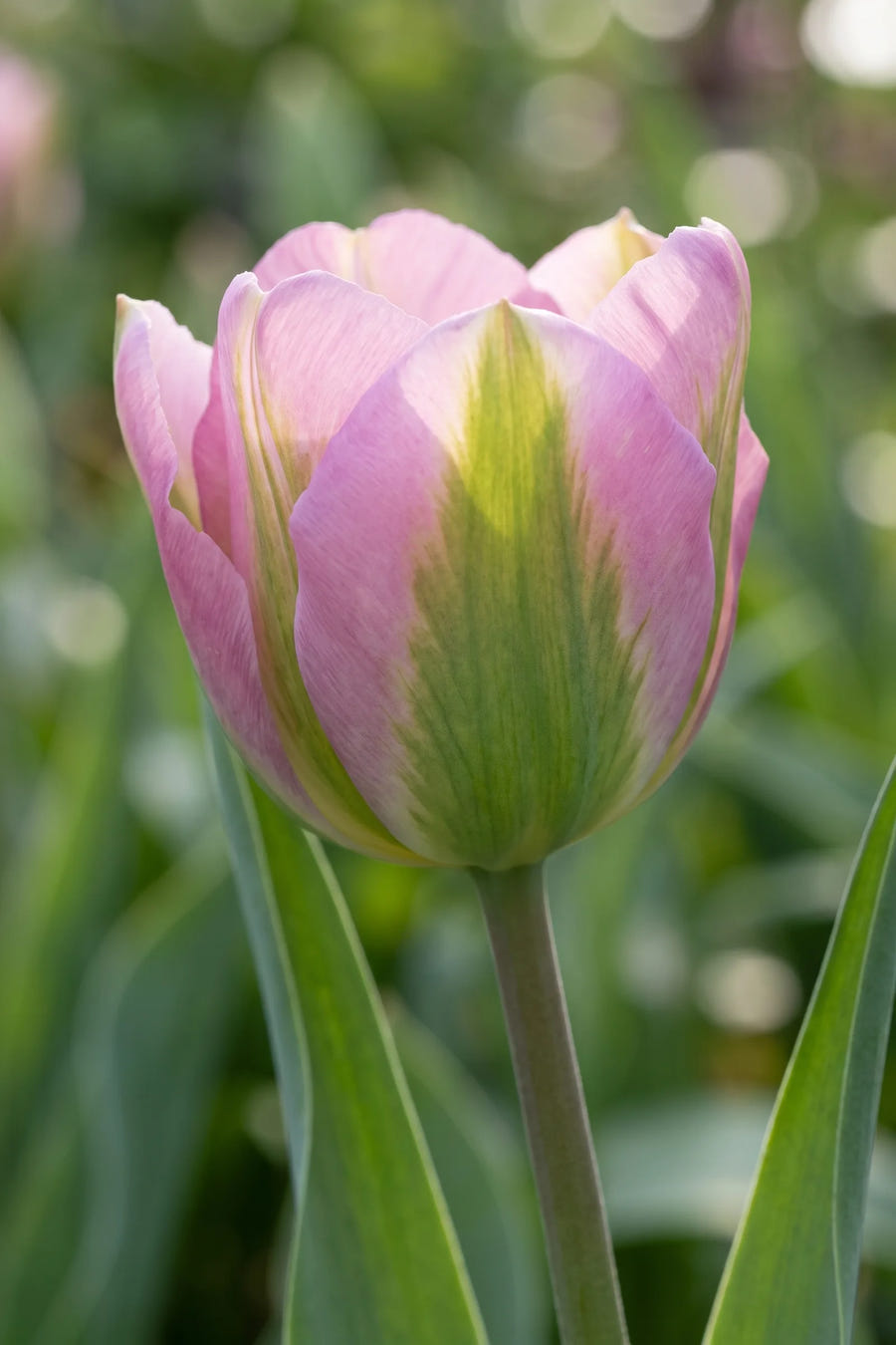 Close-up van de bloem van Tulipa Groenland