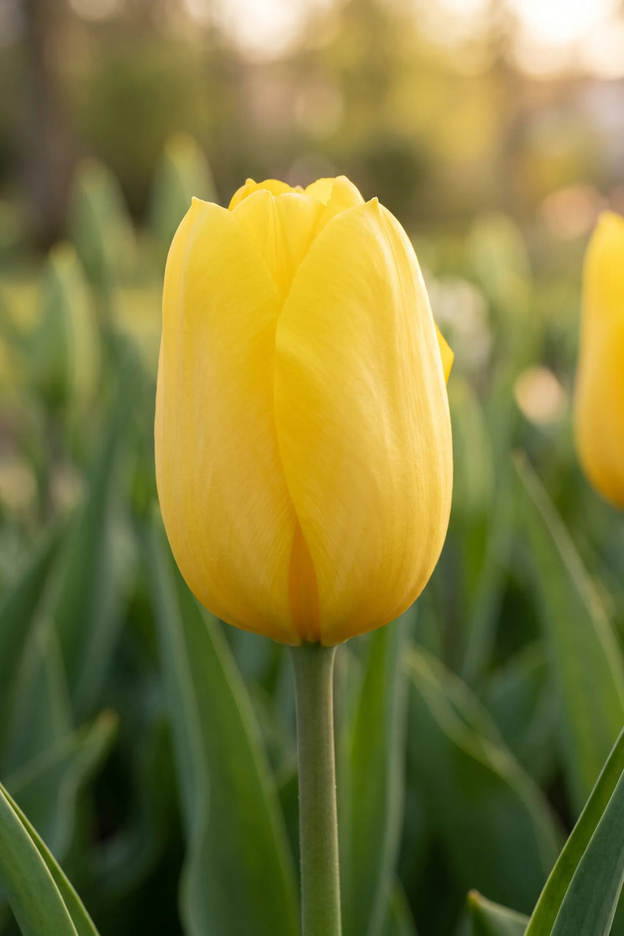 Close-up van de bloem van Tulipa Strong Gold