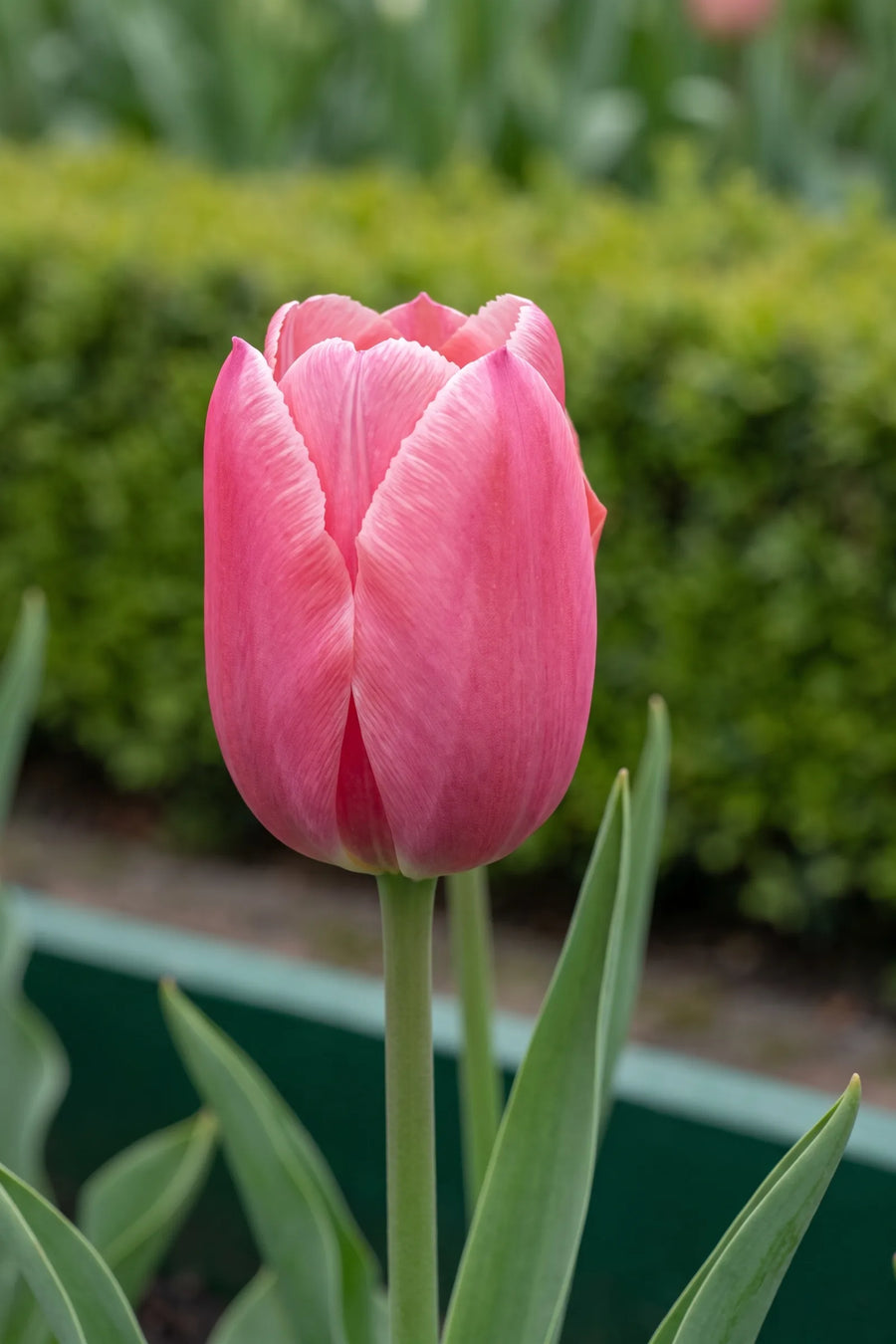 Close-up van de bloem van Tulipa Pink Ardour