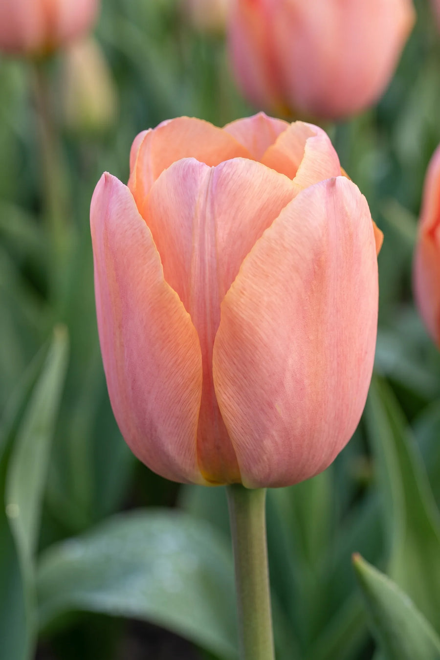 Close-up van de bloem van Tulipa Apricot Beauty