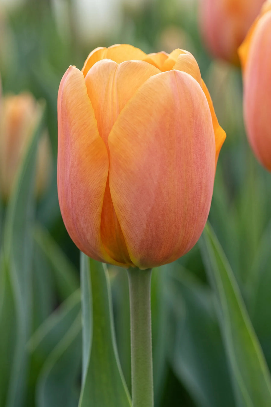 Close-up van de bloem van Tulipa Bellville