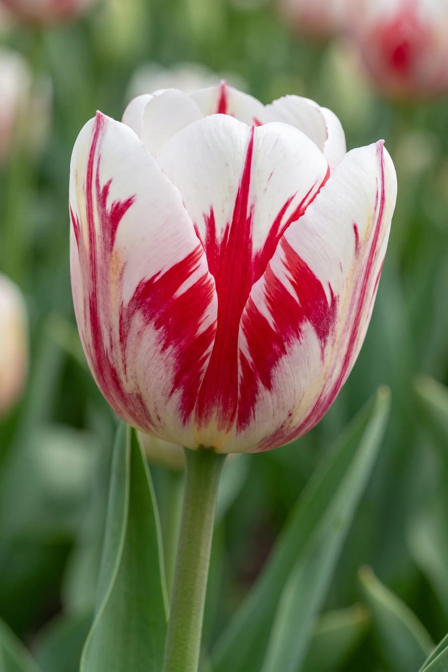 Tulipa One Direction — close-up van de bloem