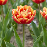 Dubbele vroege tulp close-up