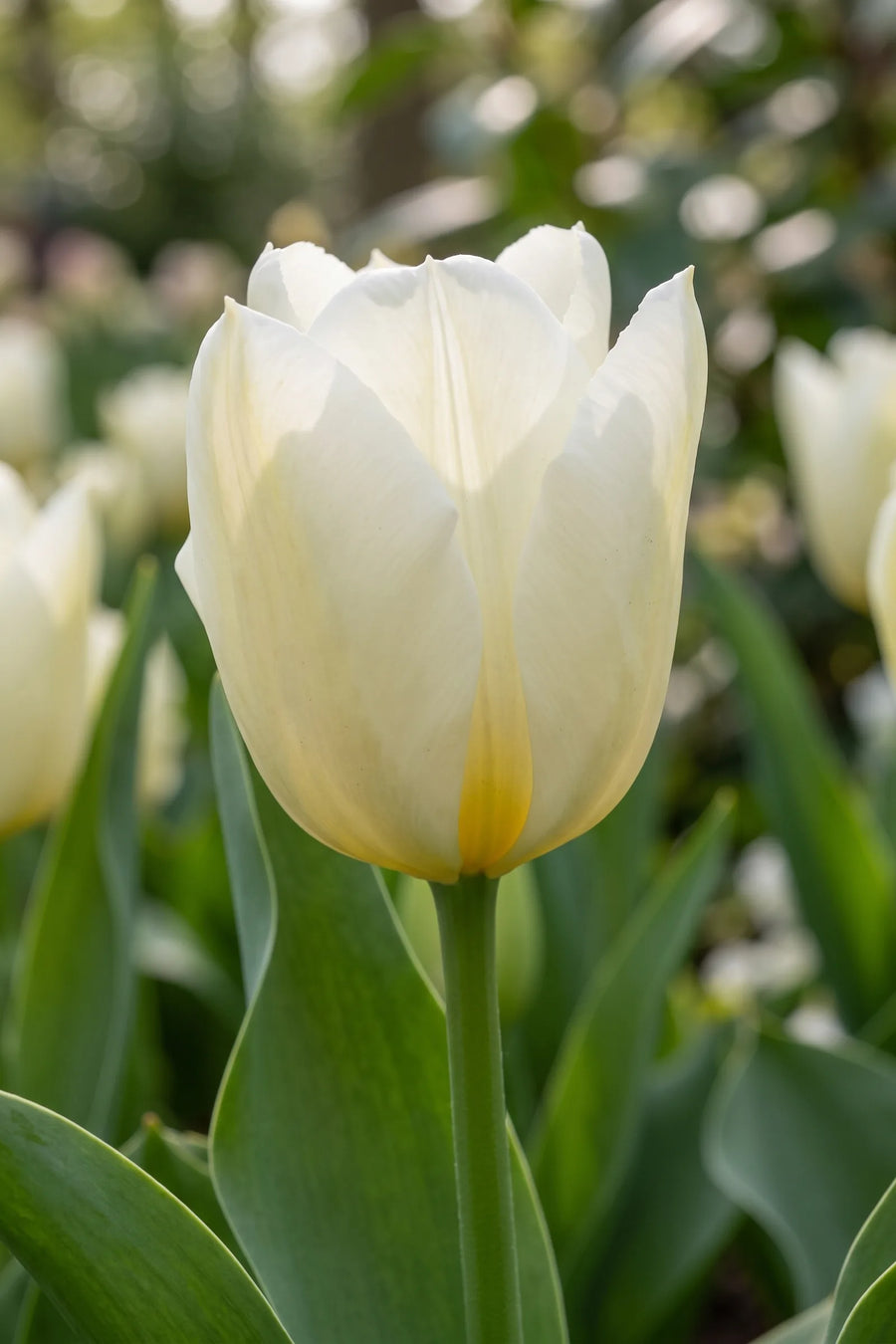 Close-up van de bloem van Tulipa Purissima