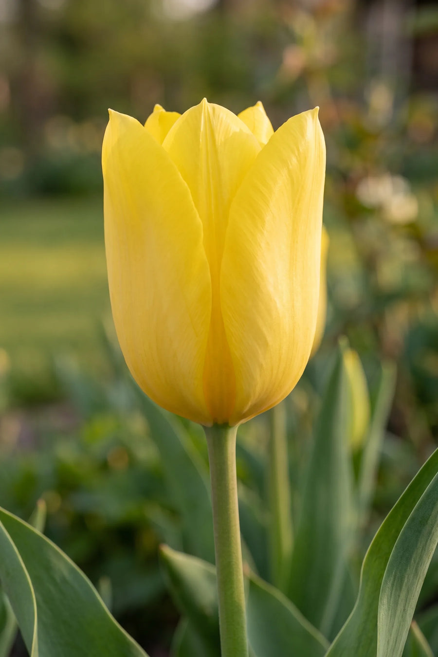 Close-up van de bloem van Tulipa Candela