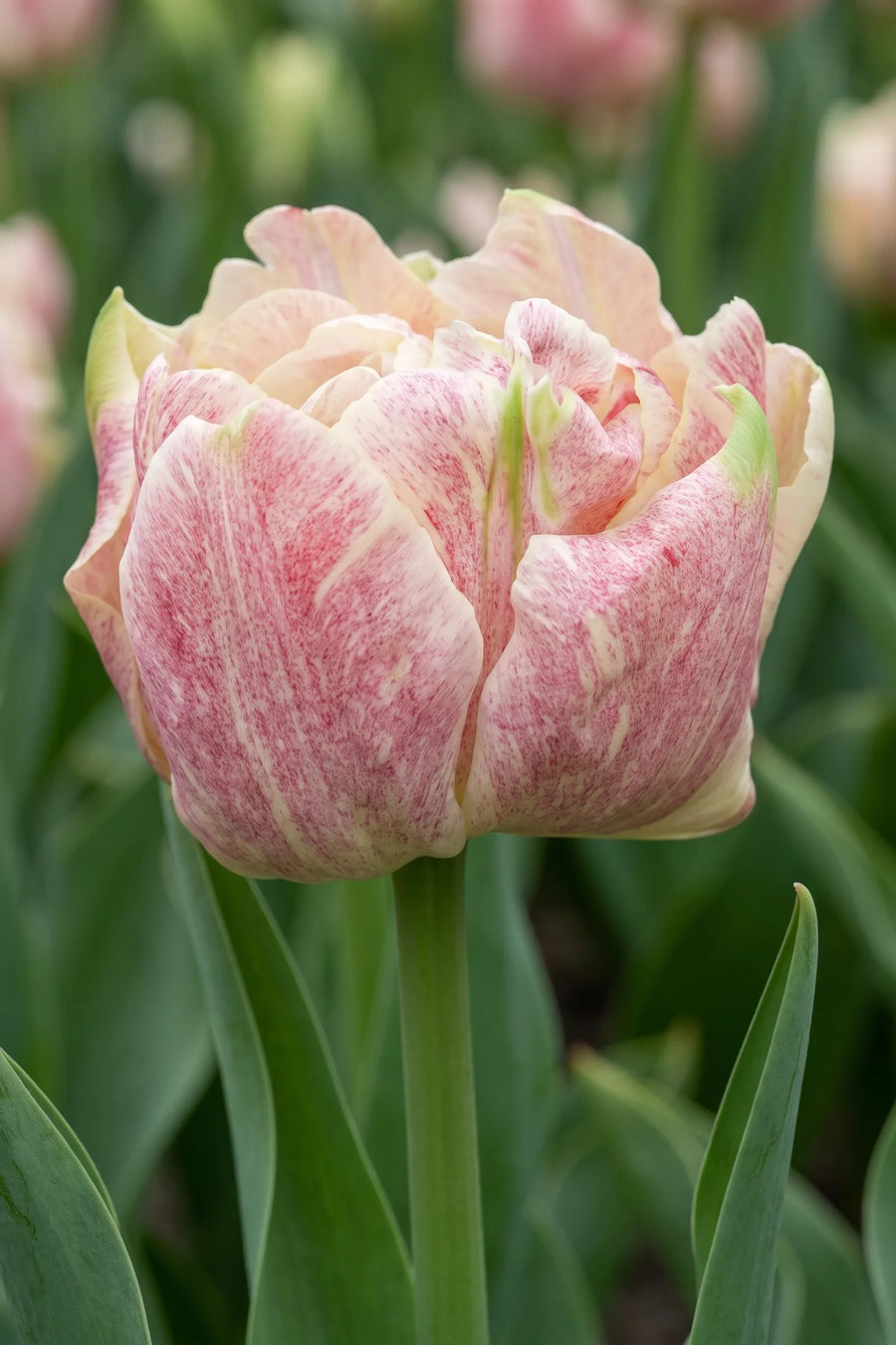 Close-up van de bloem van Tulipa Silk Road