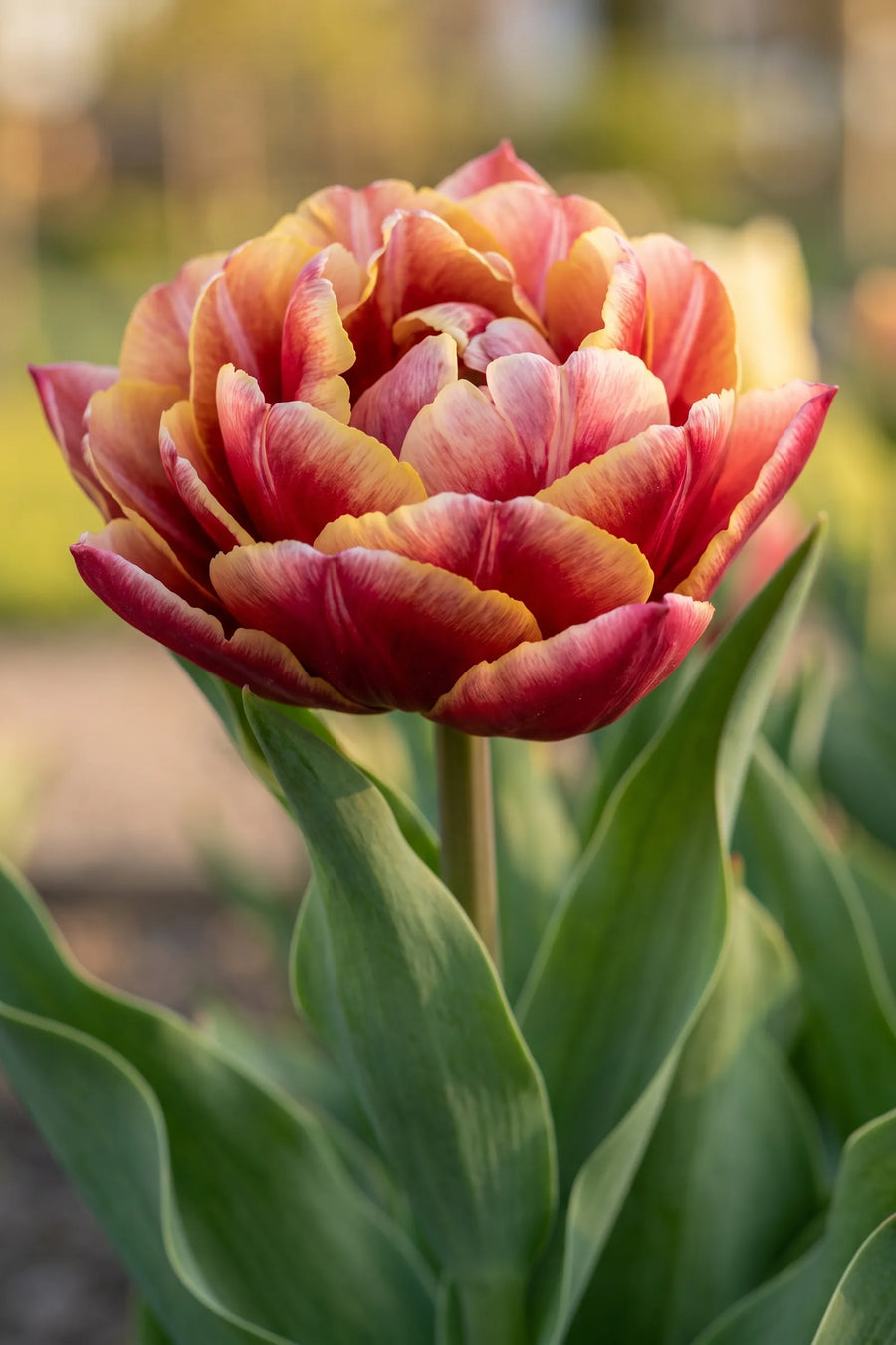 Close-up van de bloem van Tulipa Double Early Mixed