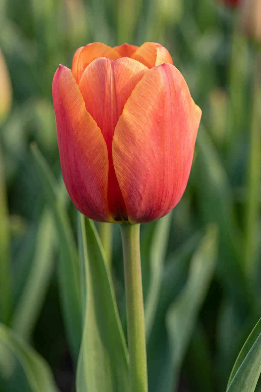 Close-up van de tangerine bloem van Tulipa Miss Brandy