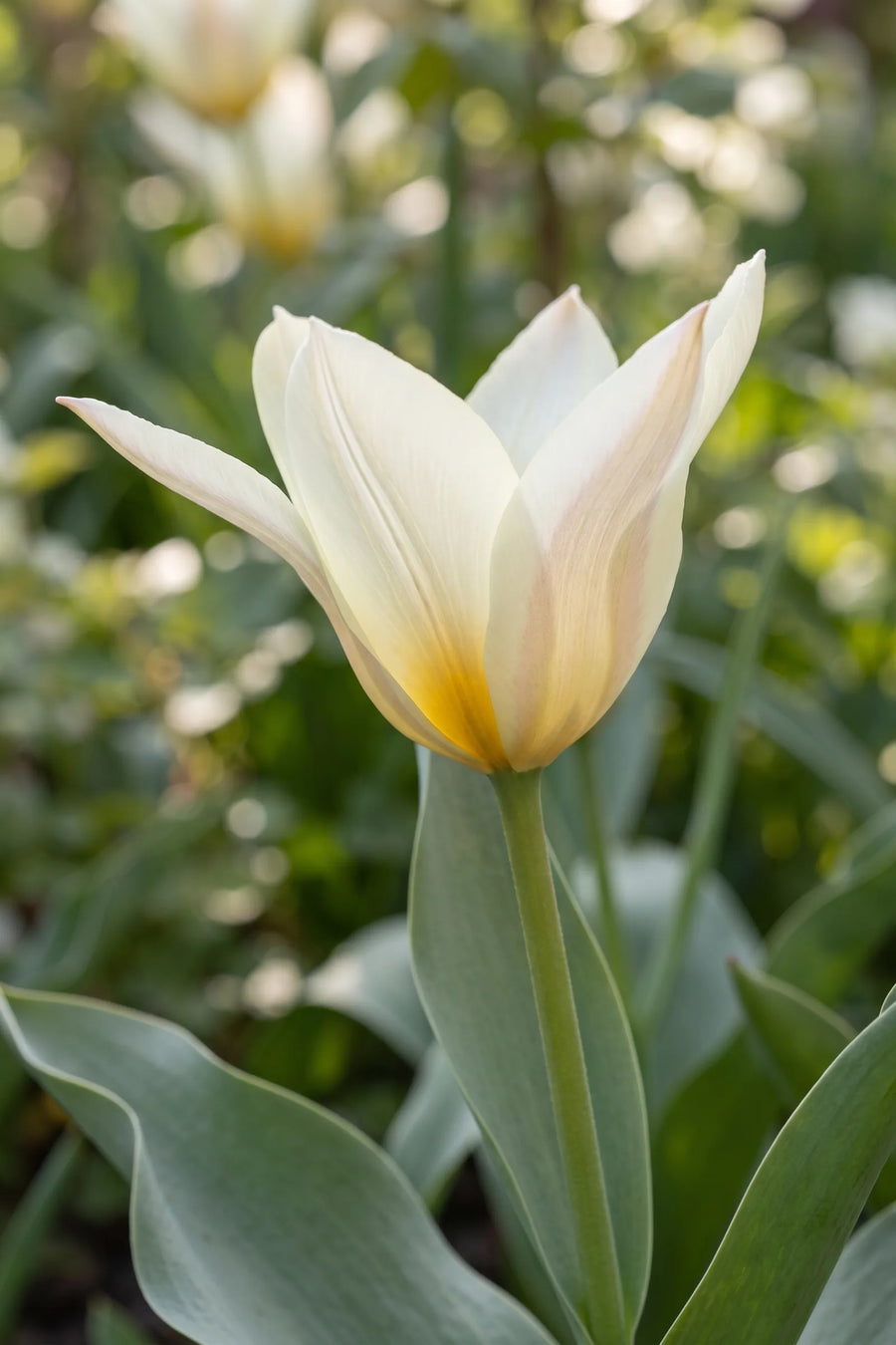 Close-up van de bloem van Tulipa Concerto