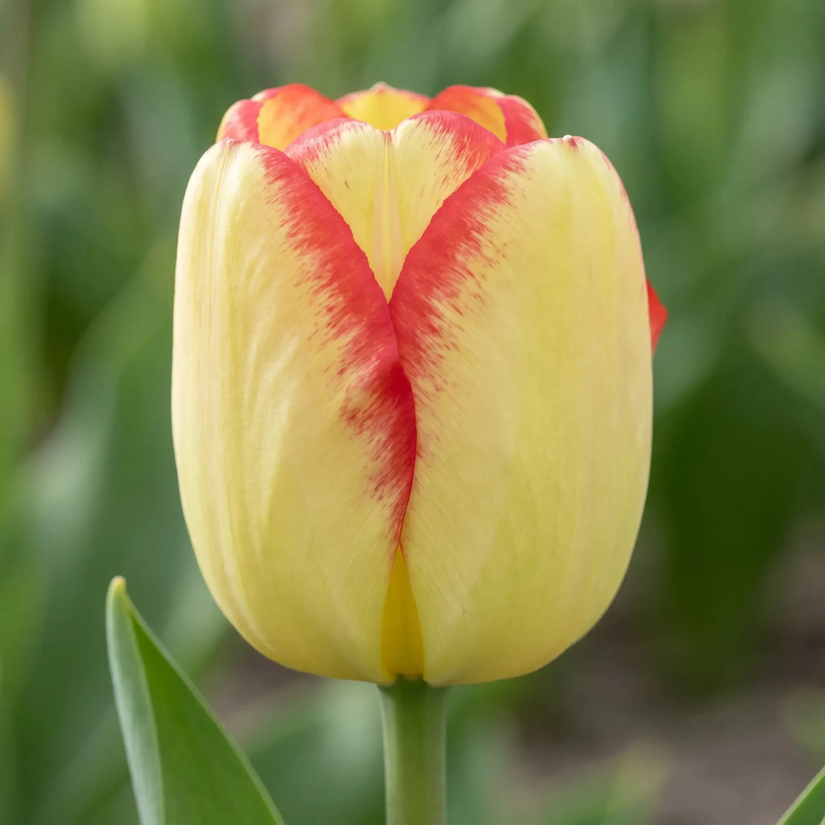 Tulipa Cape Town close-up